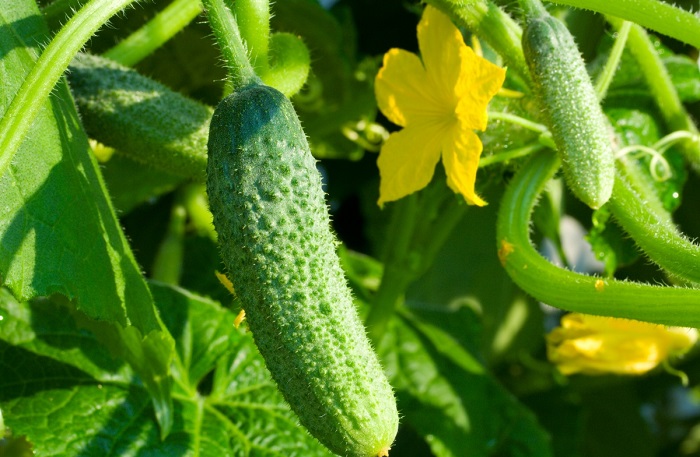 Продукты, которые помогут вам избавиться от лишнего веса, 40 фото
