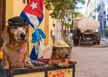 Модники и модницы из мира животных, 40 фото