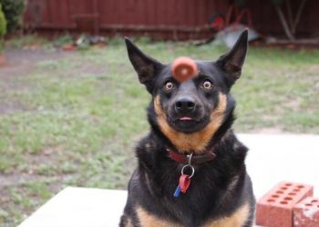 Никакого фотошопа: 50 лучших фото, сделанных в идеальный момент