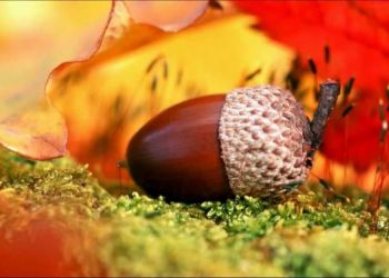 20 фотографий, на которых осень особенно прекрасна