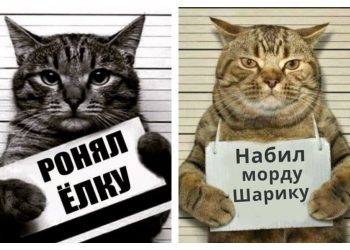 Коты-преступники
