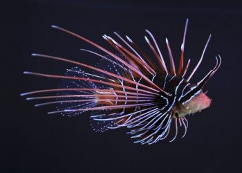 Красивые снимки животных, большая фотоподборка