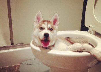 Собаки, которых оставили дома одних, 30 веселых фотографий