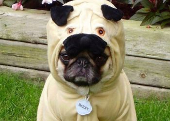 50 уморительных фото домашних любимцев в забавных костюмах