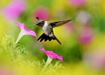 Малоизвестные и необычные факты о животных