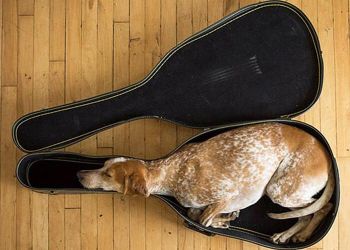 50 фотографий собак, которые спят в чудаковатых позах и местах
