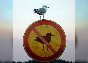 50 веселых животных, которым нет дела до правил