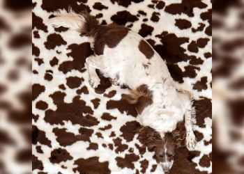 Животные, которые могли бы быть шпионами