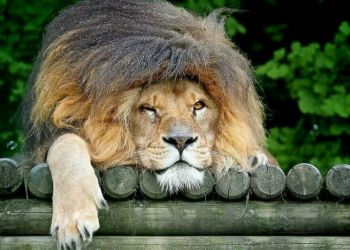 Животные с очень смешными прическами, 30 фото