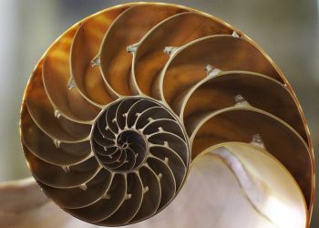 Удивительные геометрические формы, созданные природой