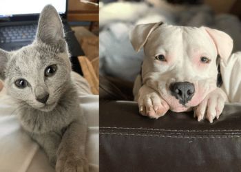 40 домашних животных, взгляд которых растопит ваши сердца