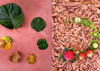 Яркие и потрясающие фотографии жизненного цикла в природе