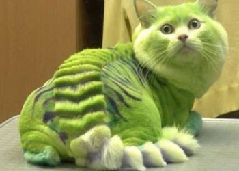 Необычные стрижки котов и собак, 30 фото