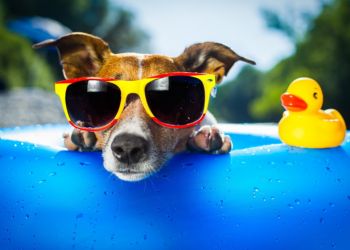 Животные, которые провели это лето гораздо круче вас