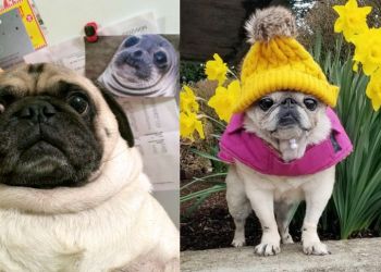 Увидев эти фотографии, вы точно захотите завести себе мопса