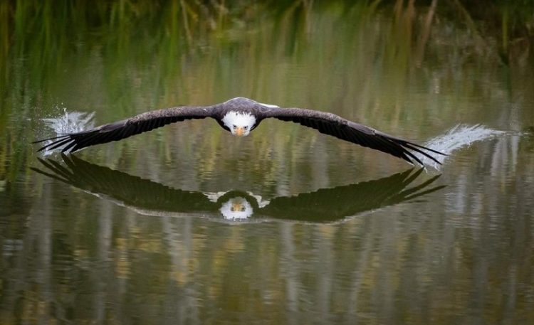 без Фотошопа