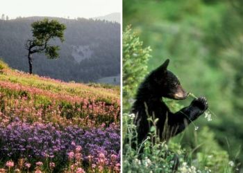 zhivotnyye dikaya priroda