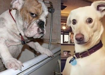 смешные взгляды собак