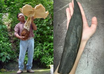 вещи больших размеров