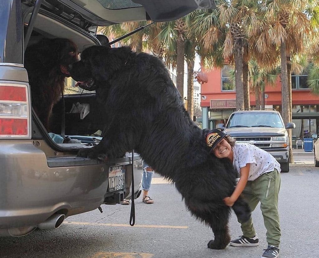 Огромные собаки видео. Самая большая китайская собака. АВТОГИГАНЫ хозяева.