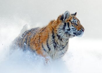 Amurskiy (ussuriyskiy) tigr