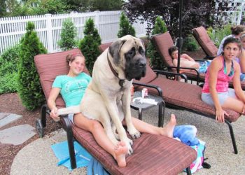 40 собак, которые не понимают, какими они стали большими