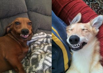 собаки-зубастики