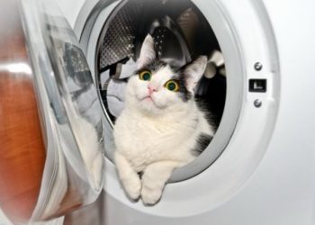 40 кошек, застуканных в самых необычных местах и позах