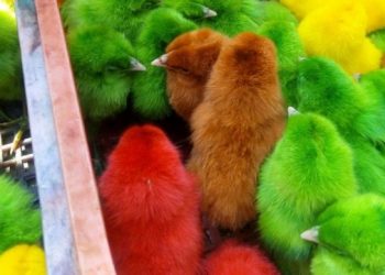 Фото наших “меньших братьев”, которые гарантировано поднимут вам настроение