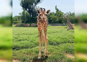 Забавные оптические иллюзии, 30 фото