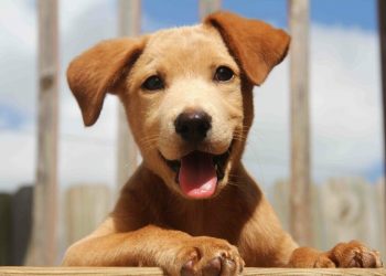 30 улыбчивых животных, которые поднимут вам настроение