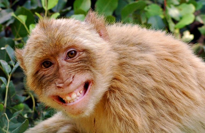 30 улыбчивых животных, которые поднимут вам настроение