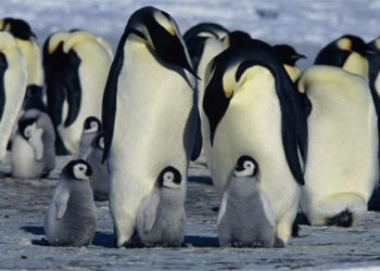 35 милых фотографий животных со своим потомством