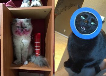 25 котов, у которых день начался не лучшим образом