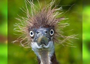 The Funniest Birds on the Internet