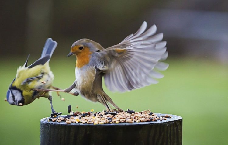 The Funniest Birds on the Internet