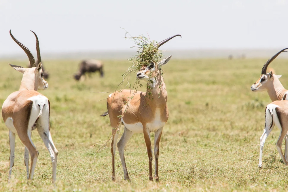 Comedy Wildlife: Animals that Are Guaranteed to Make You Smile