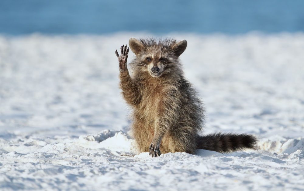 Comedy Wildlife: Animals that Are Guaranteed to Make You Smile