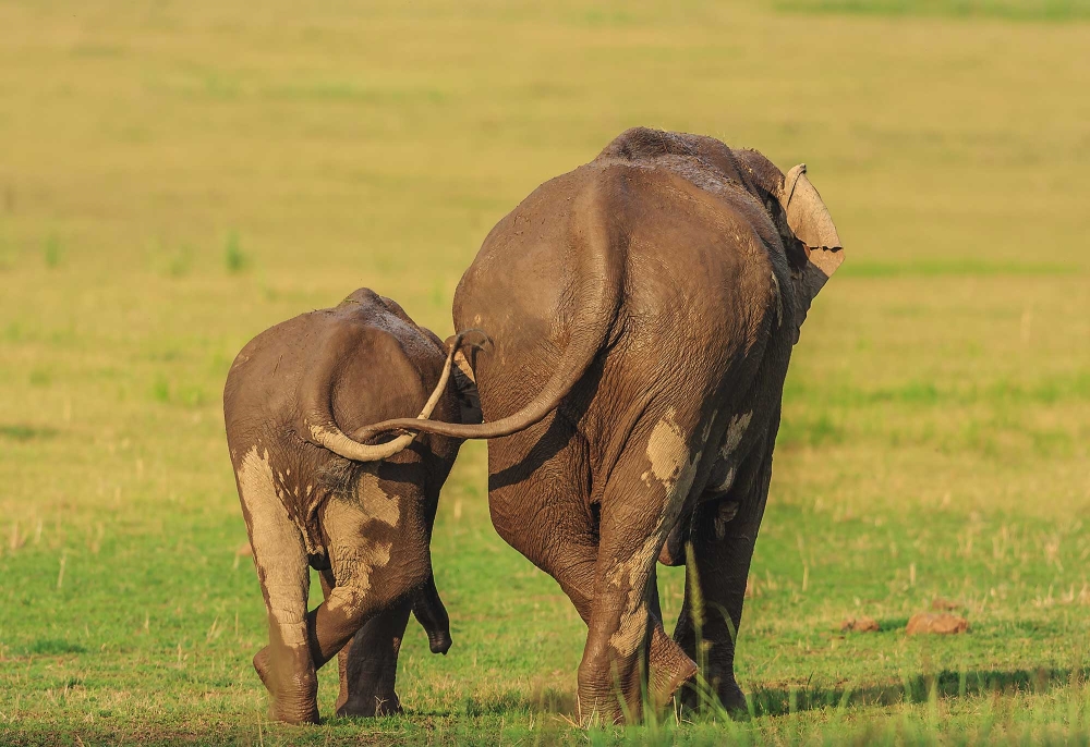 Comedy Wildlife: Animals that Are Guaranteed to Make You Smile