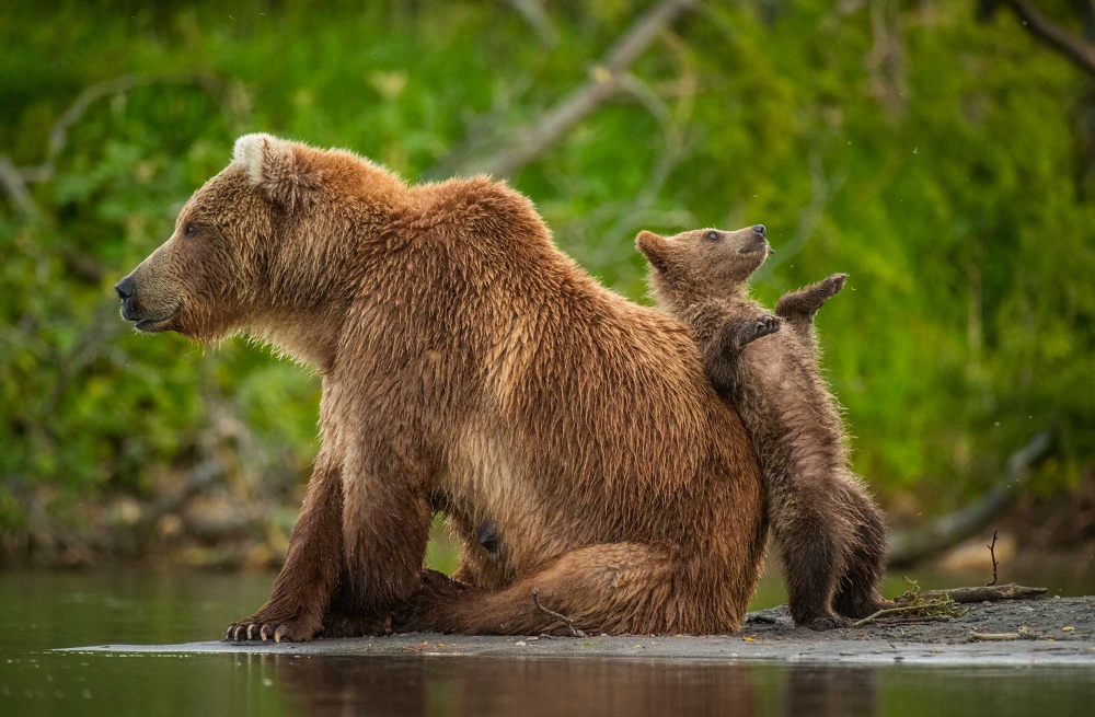 Comedy Wildlife: Animals that Are Guaranteed to Make You Smile