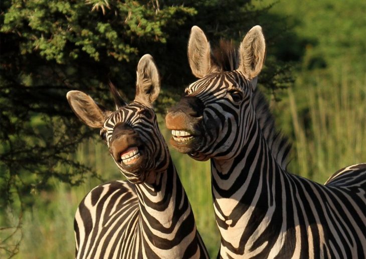 Comedy Wildlife: Animals that Are Guaranteed to Make You Smile