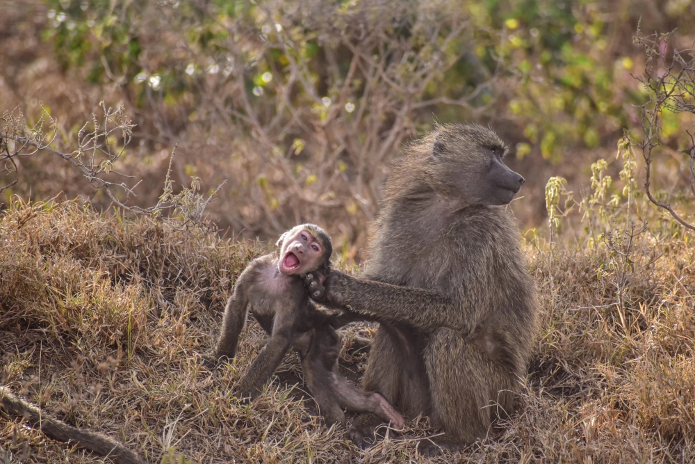 Comedy Wildlife: Animals that Are Guaranteed to Make You Smile