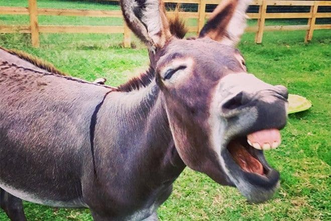 Comedy Wildlife: Animals that Are Guaranteed to Make You Smile