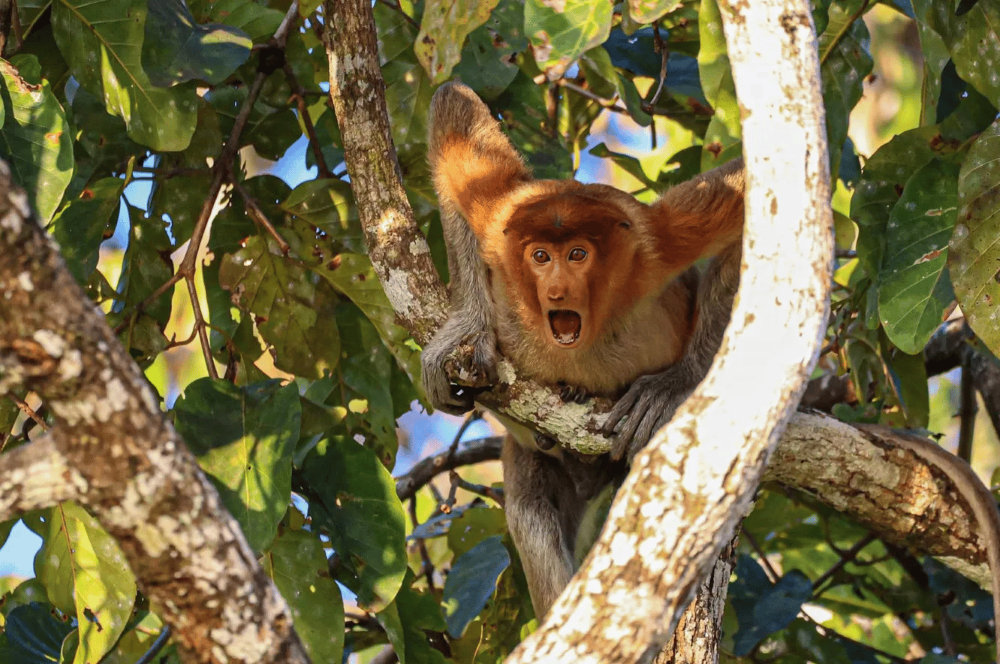 Comedy Wildlife: Animals that Are Guaranteed to Make You Smile