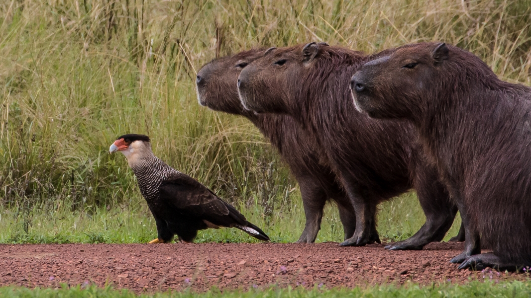 Comedy Wildlife: Animals that Are Guaranteed to Make You Smile