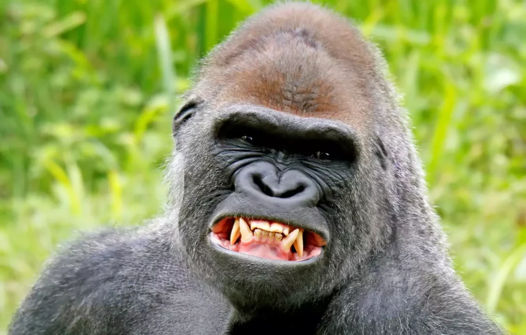 Comedy Wildlife: Animals that Are Guaranteed to Make You Smile