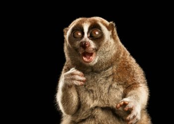 Comedy Wildlife: Animals that Are Guaranteed to Make You Smile