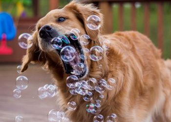 Chuckleworthy Canines: Best of Funny Dog Antics