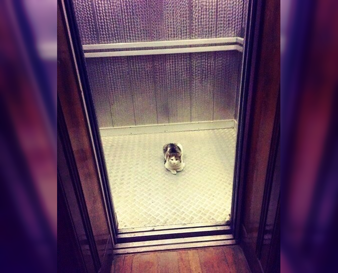 Between Floors: Capturing the Quirkiness of Elevator Life