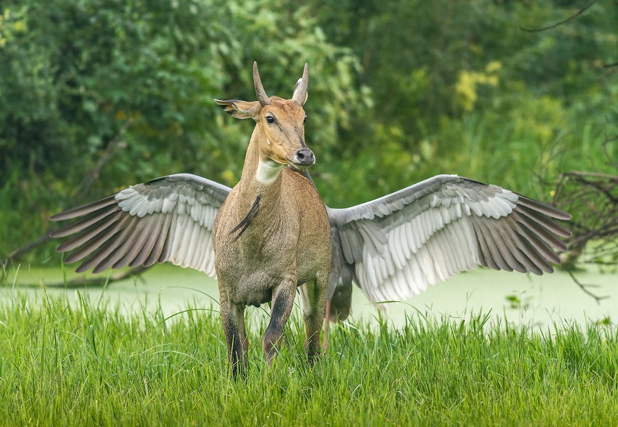 The Animal Kingdom's Greatest Hits: Perfectly Timed Photo Marvels